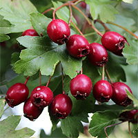 Eingriffeliger Weißdorn