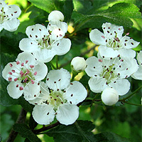 Eingriffeliger Weißdorn