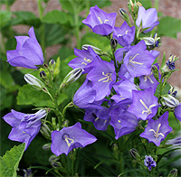 Pfirsichglockenblume