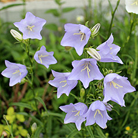 Pfirsichglockenblume