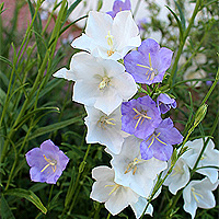 Pfirsichglockenblume