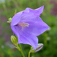 Pfirsichglockenblume