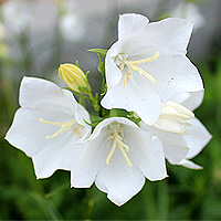 Pfirsichglockenblume