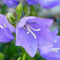 Pfirsichglockenblume