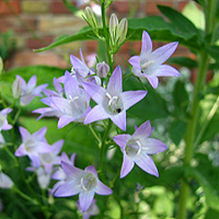 Rapunzelglockenblume