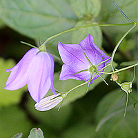 Rundblttrige Glockenblume