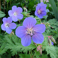 Wiesenstorchschnabel