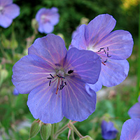 Wiesenstorchschnabel