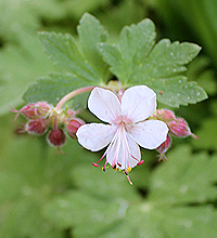Balkan-Storchschnabel