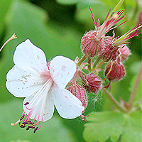 Balkan-Storchschnabel