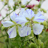 Storchschnabel Splish Splash