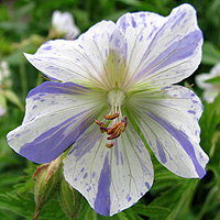 Storchschnabel Splish Splash