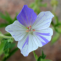 Storchschnabel Splish Splash