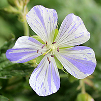 Storchschnabel Splish Splash