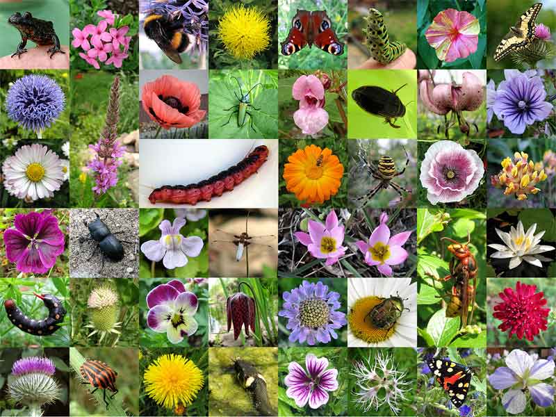 Bilder aus unserem Garten