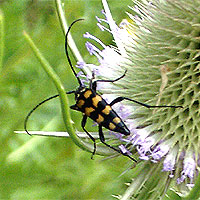 Gefleckter Schmalbock