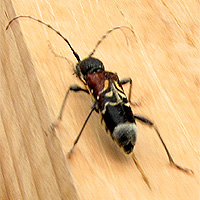 Gefleckter Schmalbock