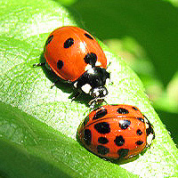 Marienkäfer