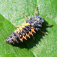 Asiatische Marienkfer