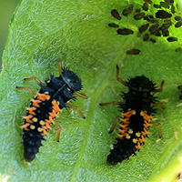 Asiatische Marienkfer