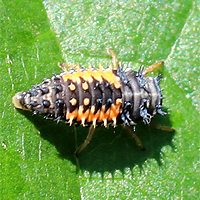 Asiatische Marienkfer