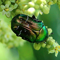 Rosenkäfer