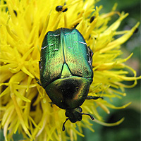 Rosenkäfer