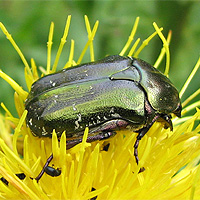 Rosenkäfer