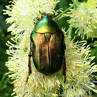 Rosenkäfer