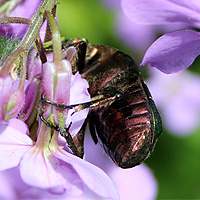 Rosenkäfer