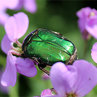 Rosenkäfer