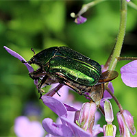 Rosenkäfer