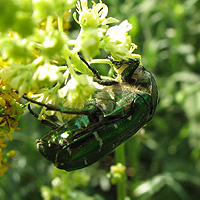 Rosenkäfer