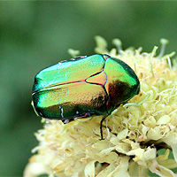 Rosenkäfer
