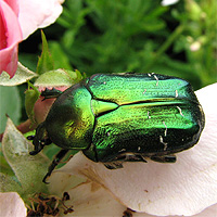 Rosenkäfer