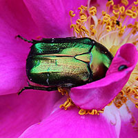 Rosenkäfer