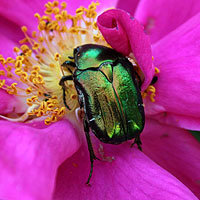 Rosenkäfer