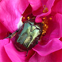 Rosenkäfer