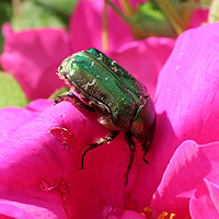 Rosenkäfer