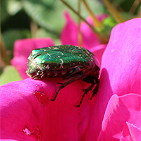 Rosenkäfer