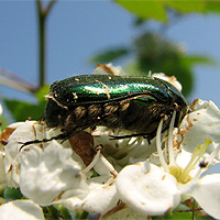 Rosenkäfer