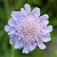 Duft-Skabiose