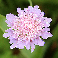 Duft-Skabiose