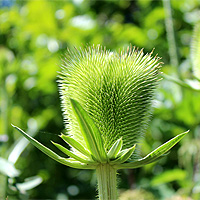 Schlitzblttrige Karde