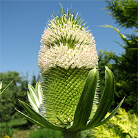 Schlitzblttrige Karde