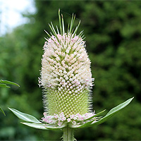 Schlitzblttrige Karde