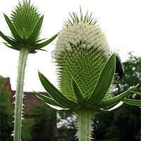 Schlitzblttrige Karde