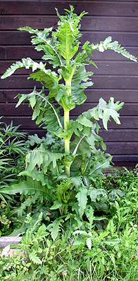 Schlitzblttrige Karde