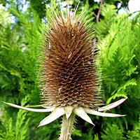 Schlitzblttrige Karde