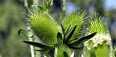 Schlitzblttrige Karde